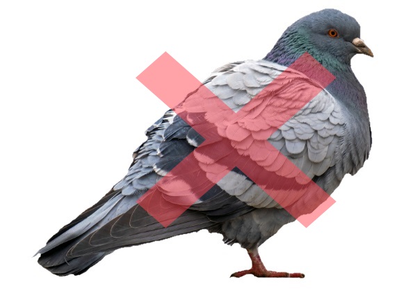pombo-600x