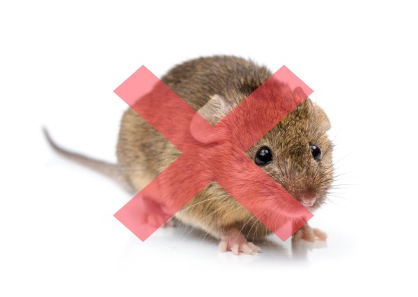 Close view of a tiny house mouse (Mus musculus)